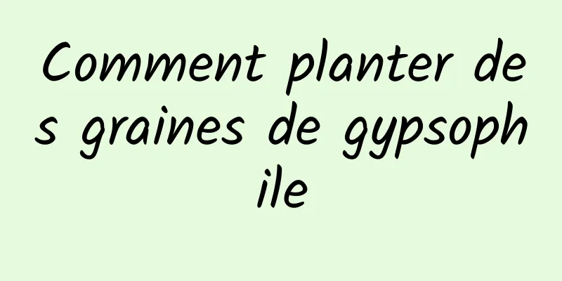 Comment planter des graines de gypsophile