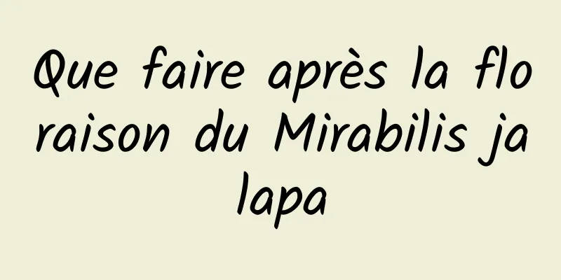 Que faire après la floraison du Mirabilis jalapa