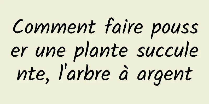 Comment faire pousser une plante succulente, l'arbre à argent