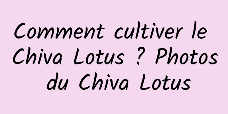 Comment cultiver le Chiva Lotus ? Photos du Chiva Lotus