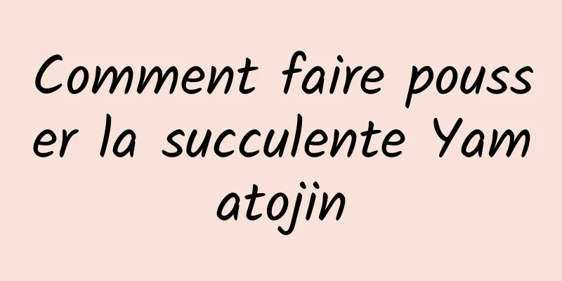Comment faire pousser la succulente Yamatojin