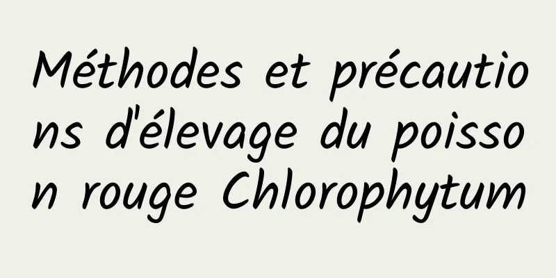 Méthodes et précautions d'élevage du poisson rouge Chlorophytum