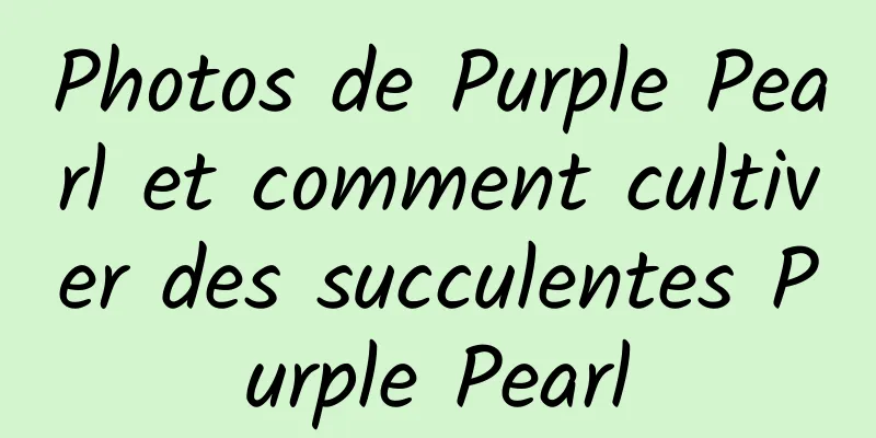 Photos de Purple Pearl et comment cultiver des succulentes Purple Pearl