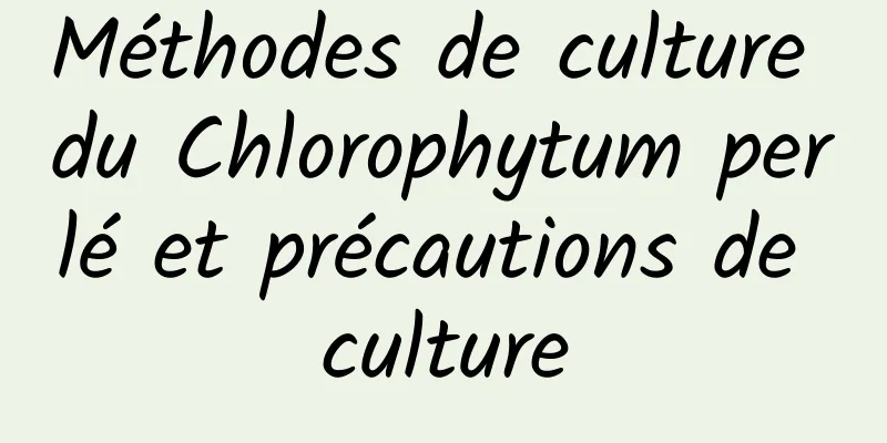 Méthodes de culture du Chlorophytum perlé et précautions de culture