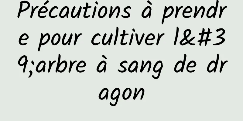 Précautions à prendre pour cultiver l'arbre à sang de dragon
