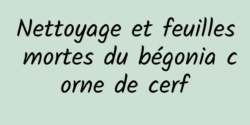 Nettoyage et feuilles mortes du bégonia corne de cerf