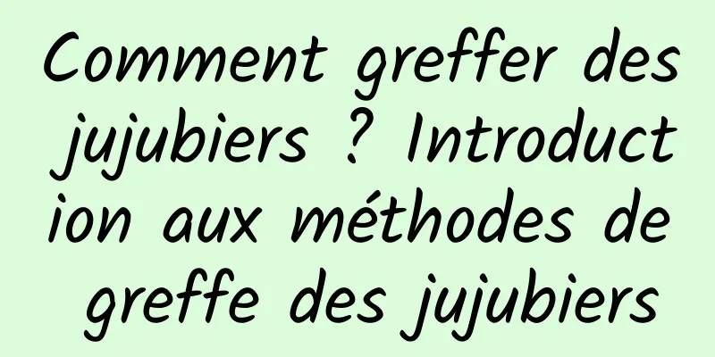 Comment greffer des jujubiers ? Introduction aux méthodes de greffe des jujubiers