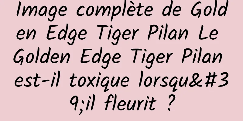 Image complète de Golden Edge Tiger Pilan Le Golden Edge Tiger Pilan est-il toxique lorsqu'il fleurit ?