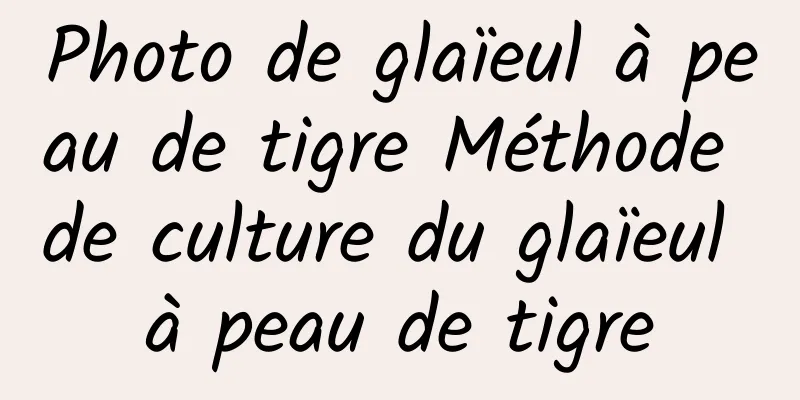 Photo de glaïeul à peau de tigre Méthode de culture du glaïeul à peau de tigre