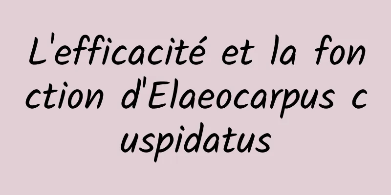 L'efficacité et la fonction d'Elaeocarpus cuspidatus