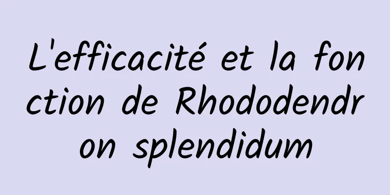 L'efficacité et la fonction de Rhododendron splendidum