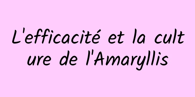 L'efficacité et la culture de l'Amaryllis