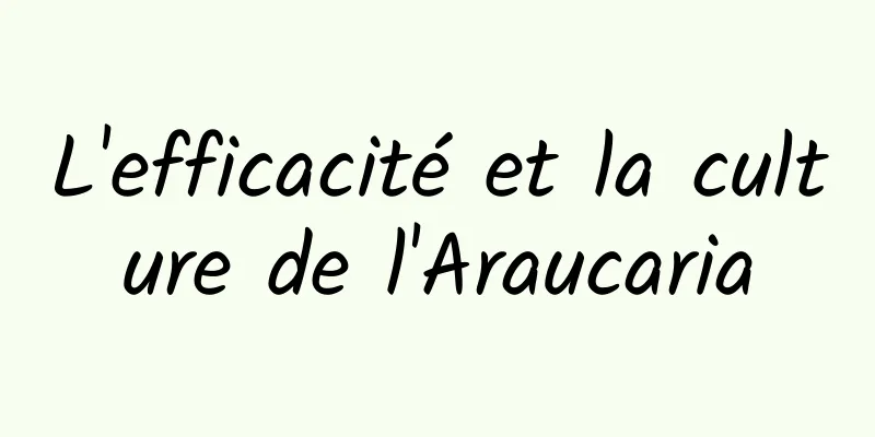 L'efficacité et la culture de l'Araucaria