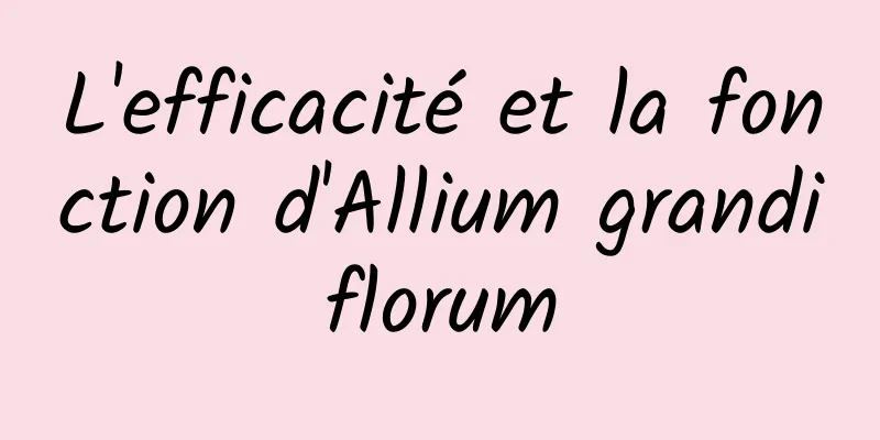 L'efficacité et la fonction d'Allium grandiflorum