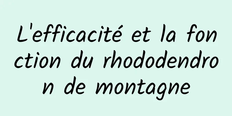 L'efficacité et la fonction du rhododendron de montagne