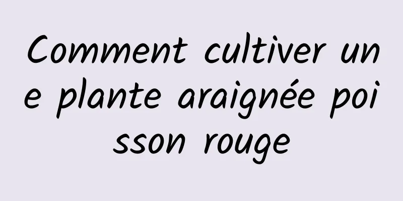 Comment cultiver une plante araignée poisson rouge
