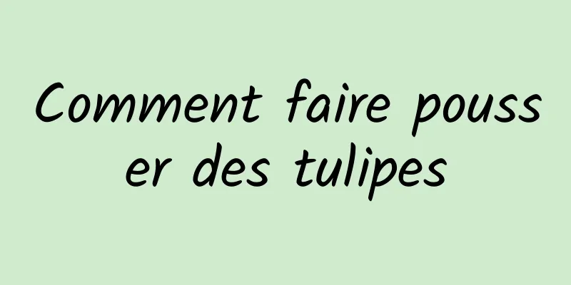 Comment faire pousser des tulipes